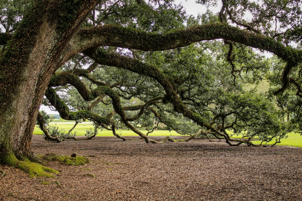 Expansive oak tree with sprawling branches and dense foliage in a serene park setting.